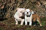 BULLDOG ANGLAIS 059
